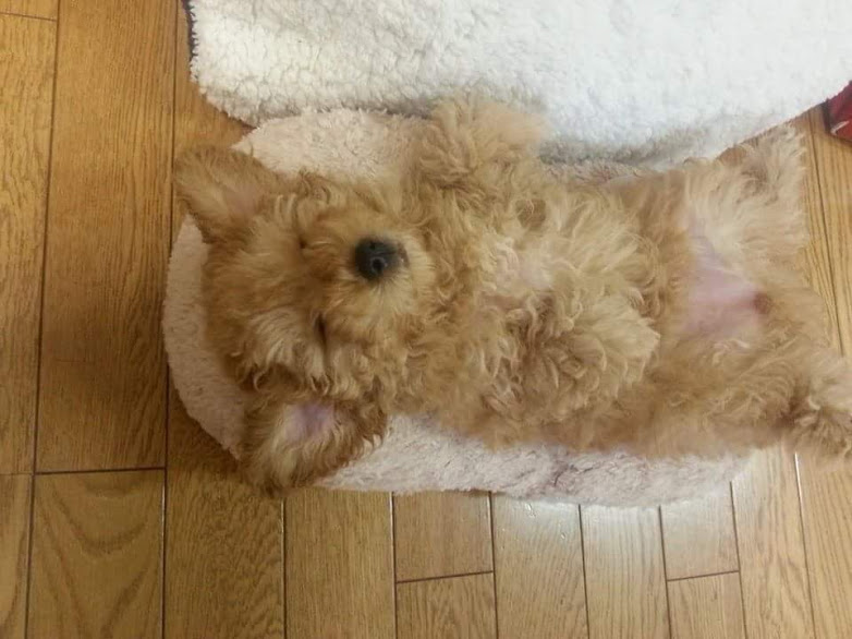 f:id:take_gooryu:20180704203348j:plain