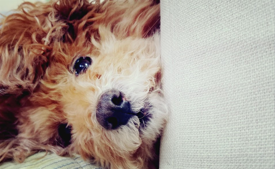 f:id:take_gooryu:20180704203350j:plain