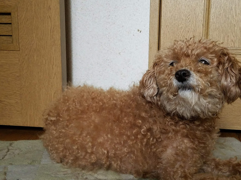 f:id:take_gooryu:20180704203413j:plain