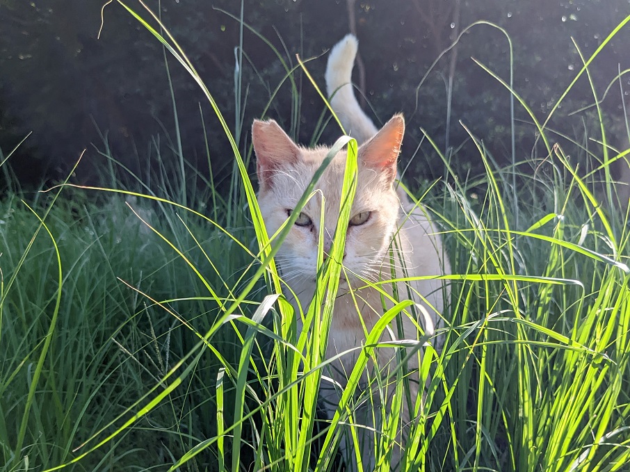 cat1
