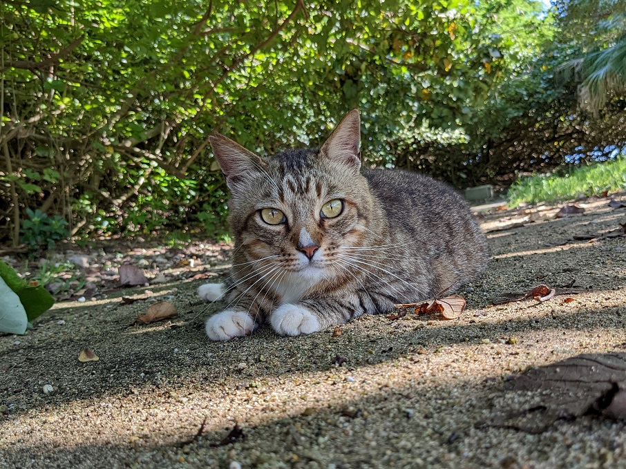 cat2
