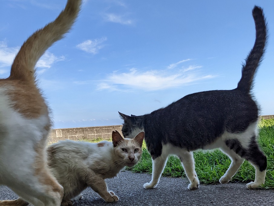 cat3