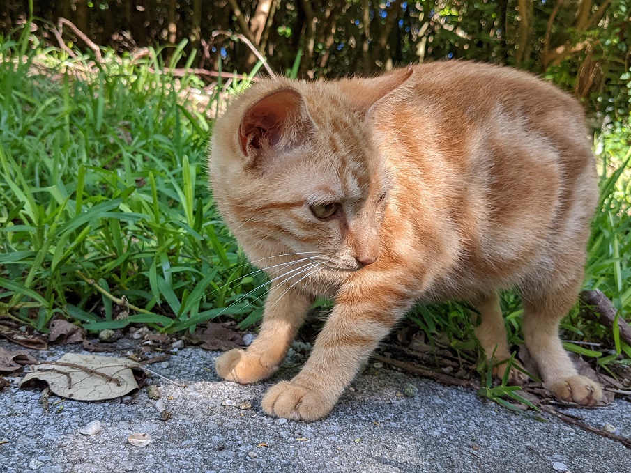 cat4