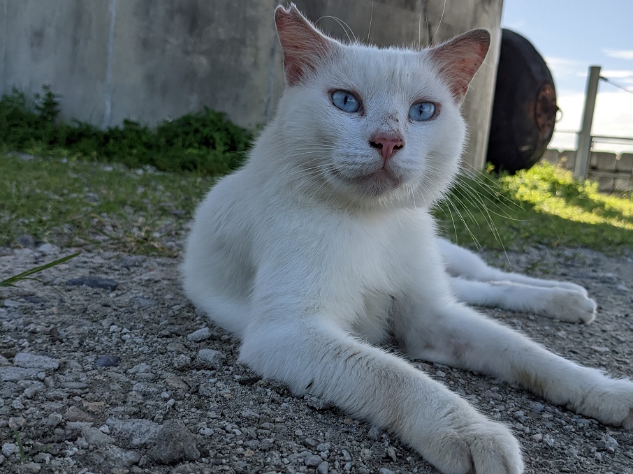 cat5