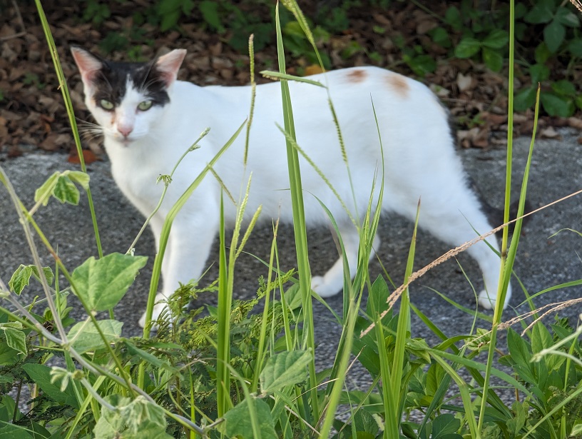 宮古島の猫スポット｜宮古サンセットビーチで夕日と猫を一緒に楽しむ
