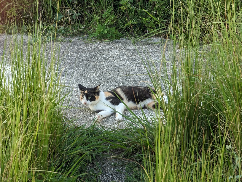 宮古島の猫スポット｜宮古サンセットビーチで夕日と猫を一緒に楽しむ