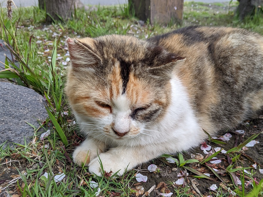 桜島の猫スポット｜溶岩なぎさ公園で地域猫と足湯を楽しむ鹿児島観光