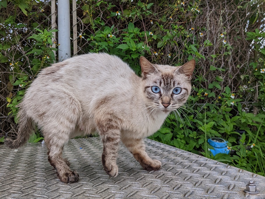 石垣島の猫スポット｜南ぬ浜町緑地公園で出会うサザンゲートブリッジの
