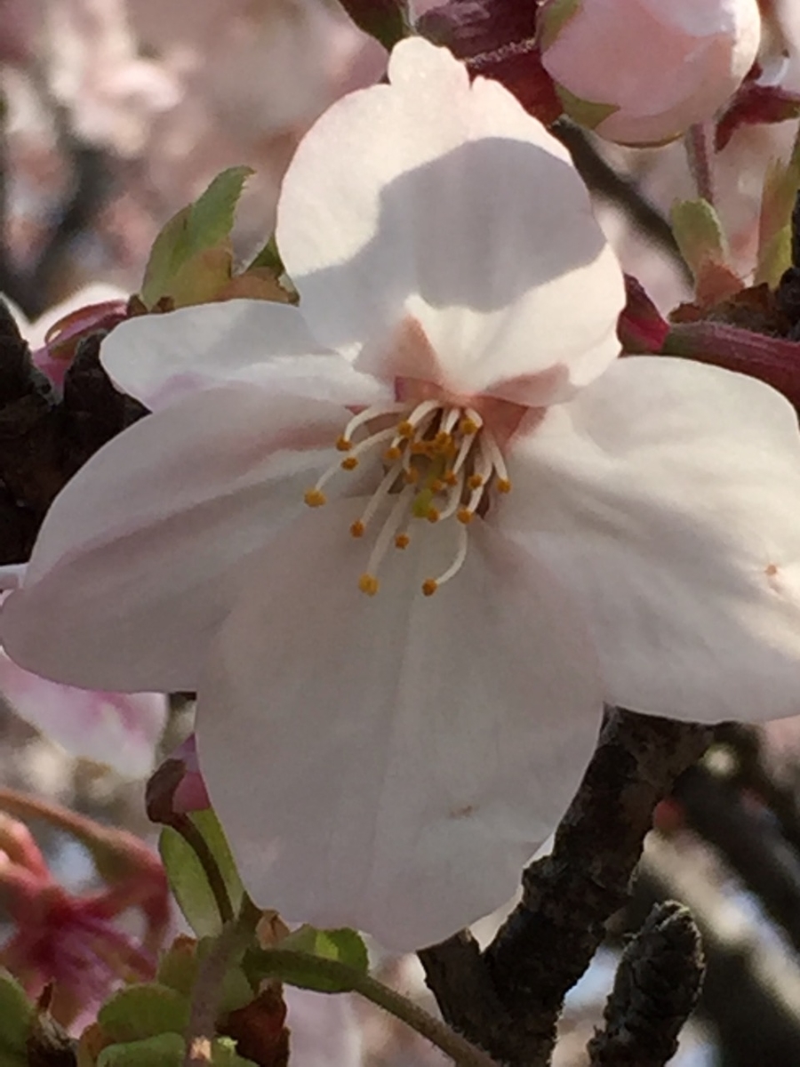 f:id:takealo:20190421095927j:plain f:id:takealo:20190421095927j:plain