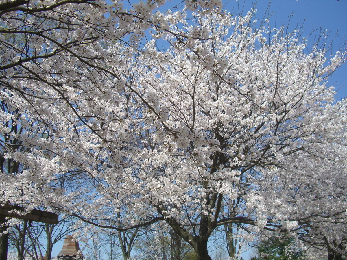 f:id:takealo:20190421095937j:plain f:id:takealo:20190421095937j:plain