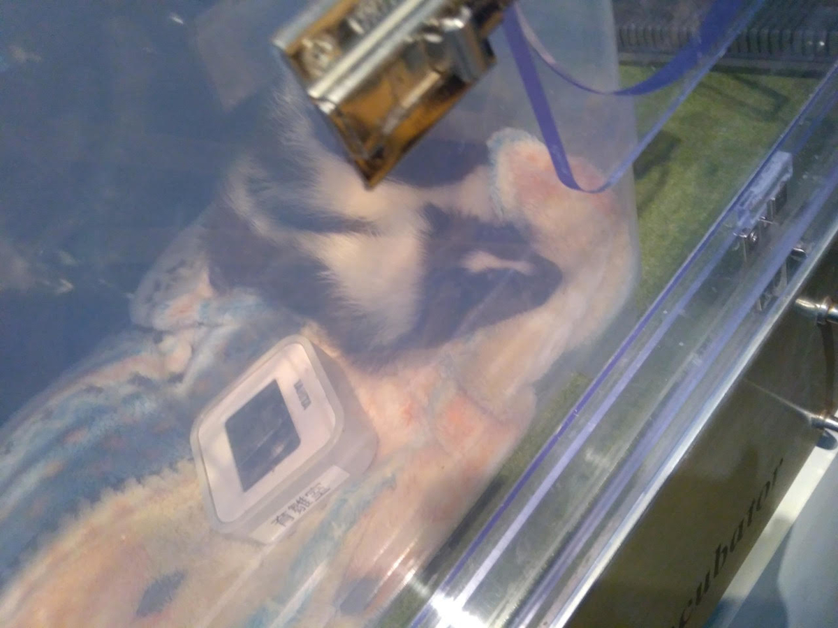 f:id:takealo:20190511130105j:plain f:id:takealo:20190511130105j:plain