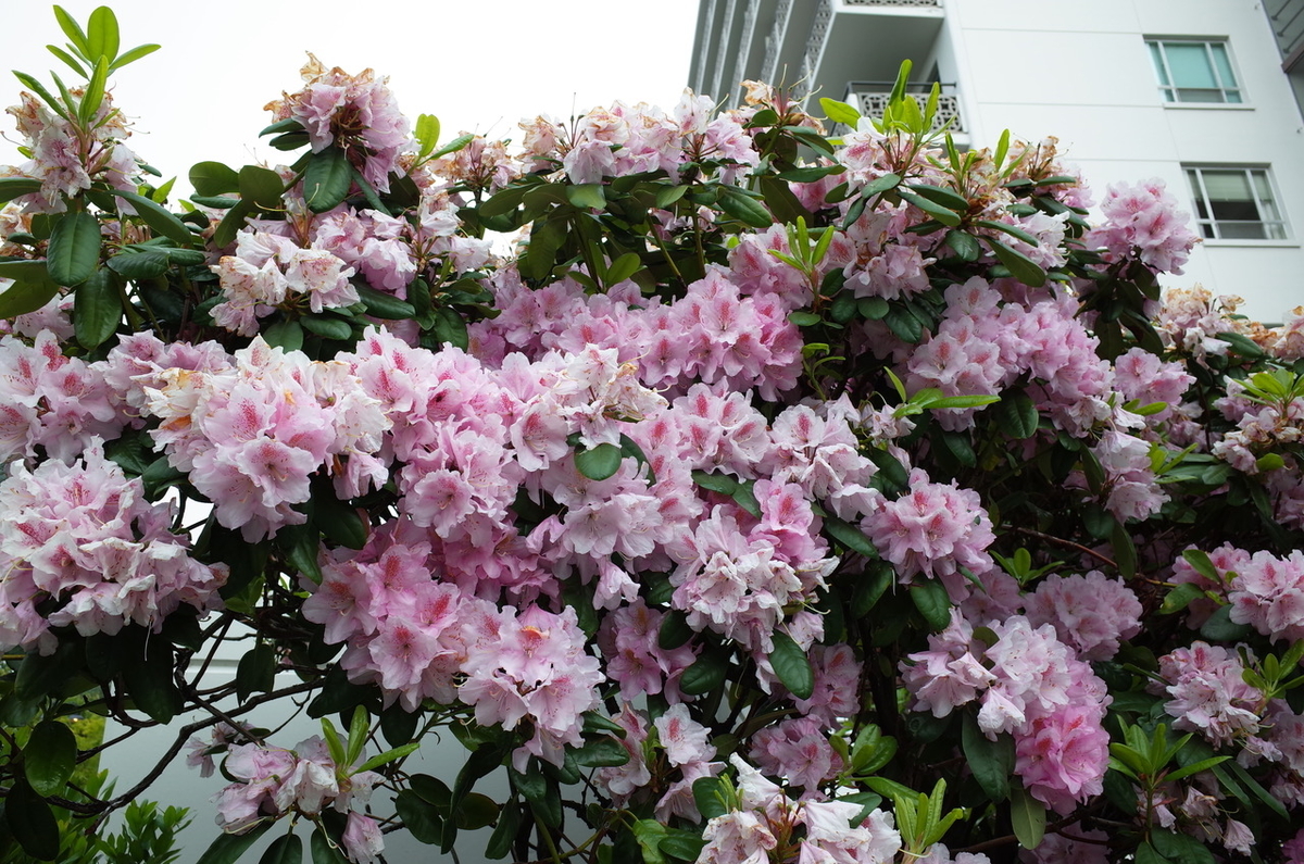 f:id:takealo:20190526124510j:plain f:id:takealo:20190526124510j:plain