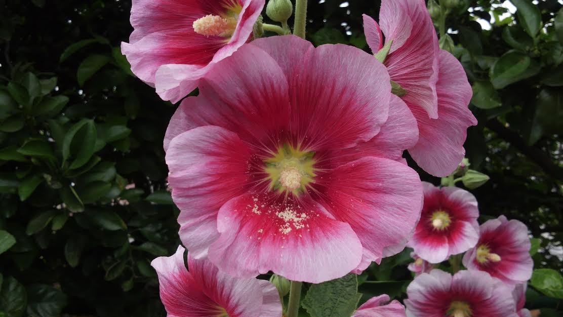 f:id:takealo:20190616112648j:plain f:id:takealo:20190616112648j:plain