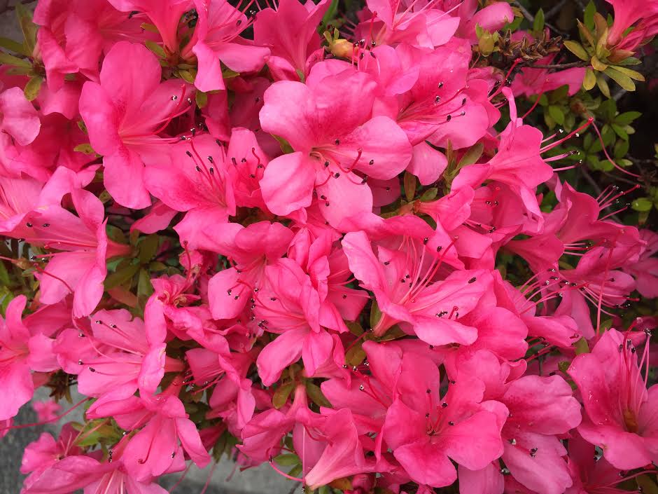 f:id:takealo:20190616112651j:plain f:id:takealo:20190616112651j:plain