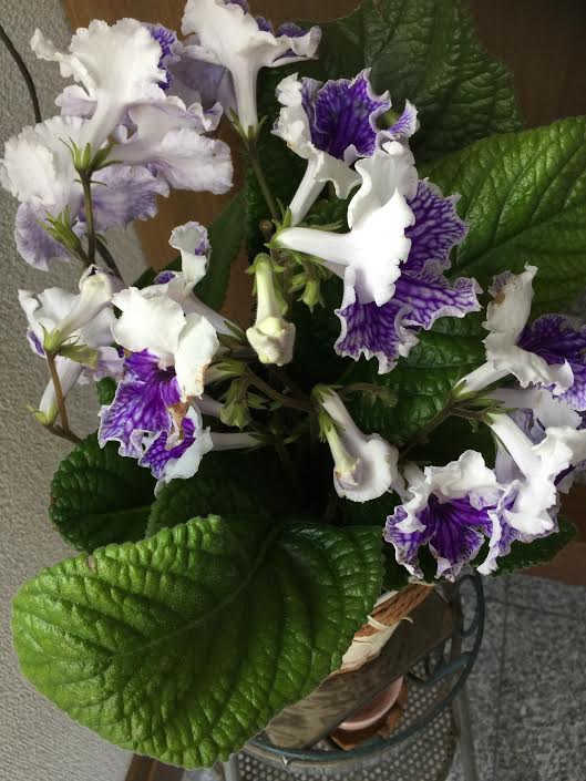 f:id:takealo:20190616112654j:plain f:id:takealo:20190616112654j:plain