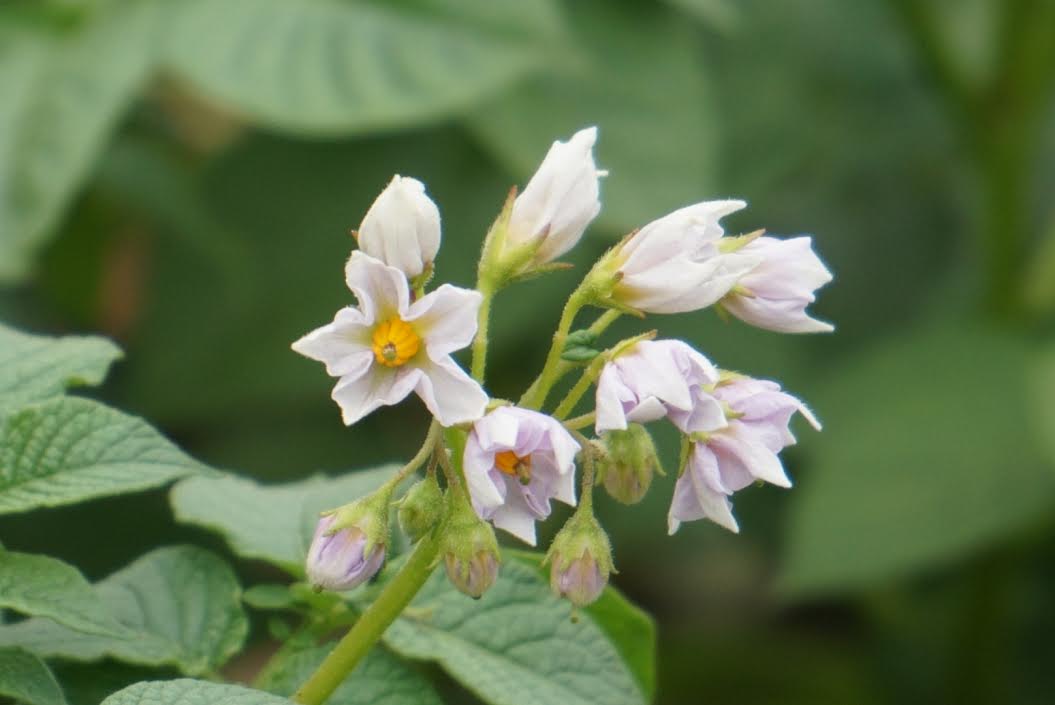 f:id:takealo:20190616112656j:plain f:id:takealo:20190616112656j:plain