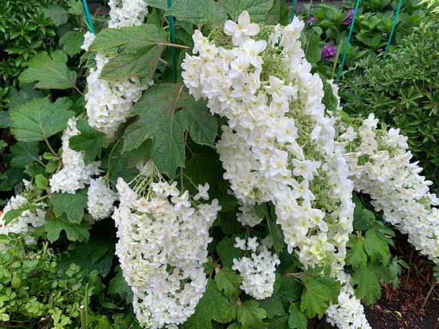 f:id:takealo:20190616112717j:plain f:id:takealo:20190616112717j:plain