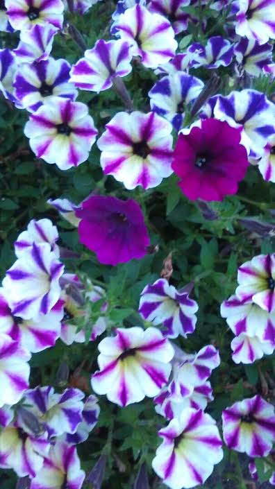 f:id:takealo:20190616112720j:plain f:id:takealo:20190616112720j:plain