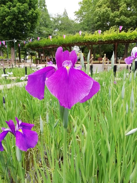 f:id:takealo:20190616112726j:plain f:id:takealo:20190616112726j:plain