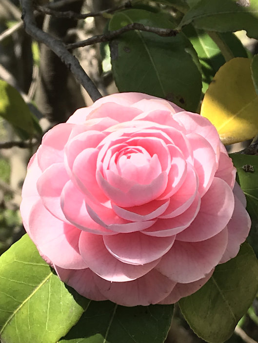 f:id:takealo:20190616112733p:plain f:id:takealo:20190616112733p:plain