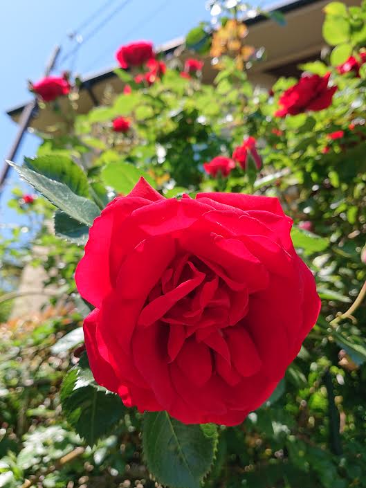 f:id:takealo:20190616112742j:plain f:id:takealo:20190616112742j:plain