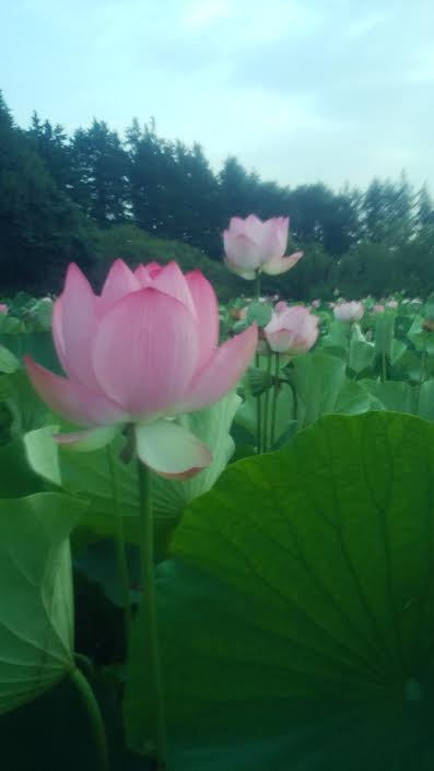 f:id:takealo:20190616112759j:plain f:id:takealo:20190616112759j:plain