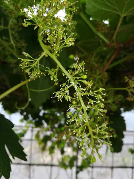 f:id:takealo:20190616112806j:plain f:id:takealo:20190616112806j:plain