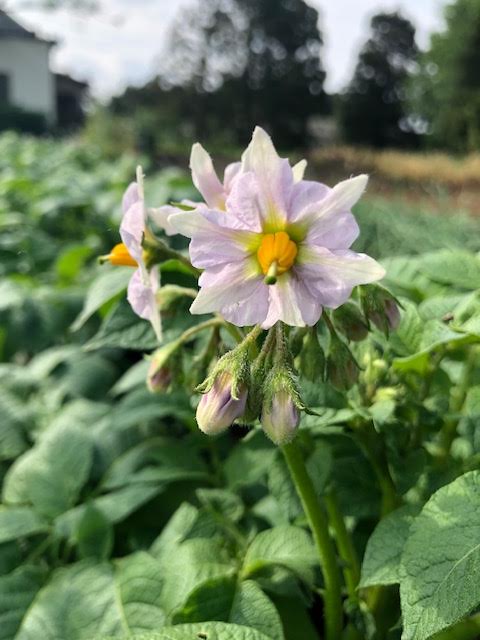 f:id:takealo:20190616112812j:plain f:id:takealo:20190616112812j:plain