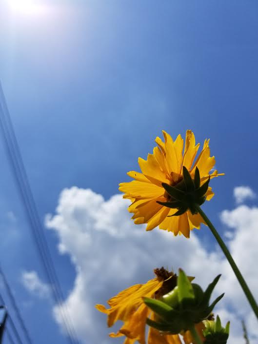 f:id:takealo:20190616112815j:plain f:id:takealo:20190616112815j:plain