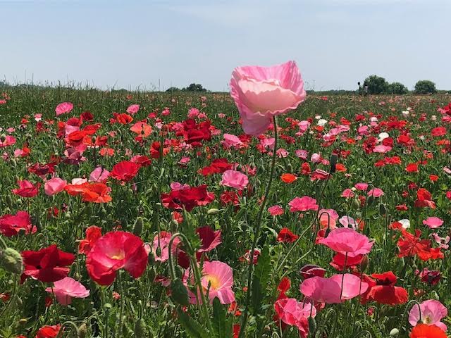 f:id:takealo:20190616112825j:plain f:id:takealo:20190616112825j:plain