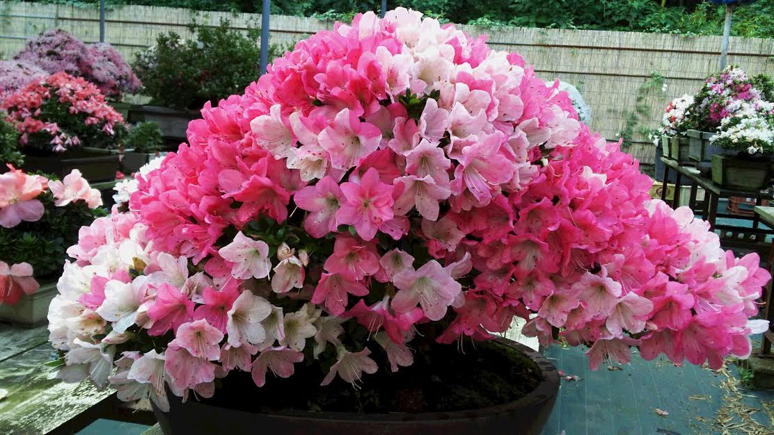 f:id:takealo:20190616112828j:plain f:id:takealo:20190616112828j:plain