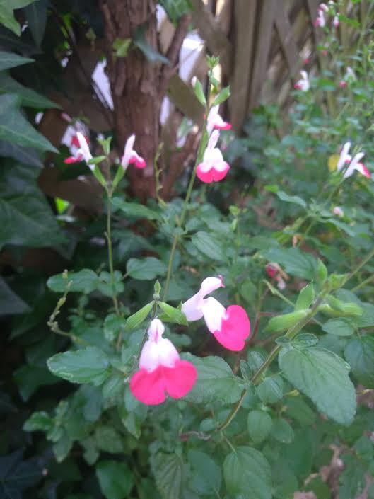f:id:takealo:20190616112833j:plain f:id:takealo:20190616112833j:plain