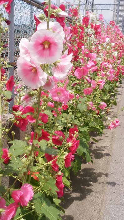 f:id:takealo:20190616112836j:plain f:id:takealo:20190616112836j:plain