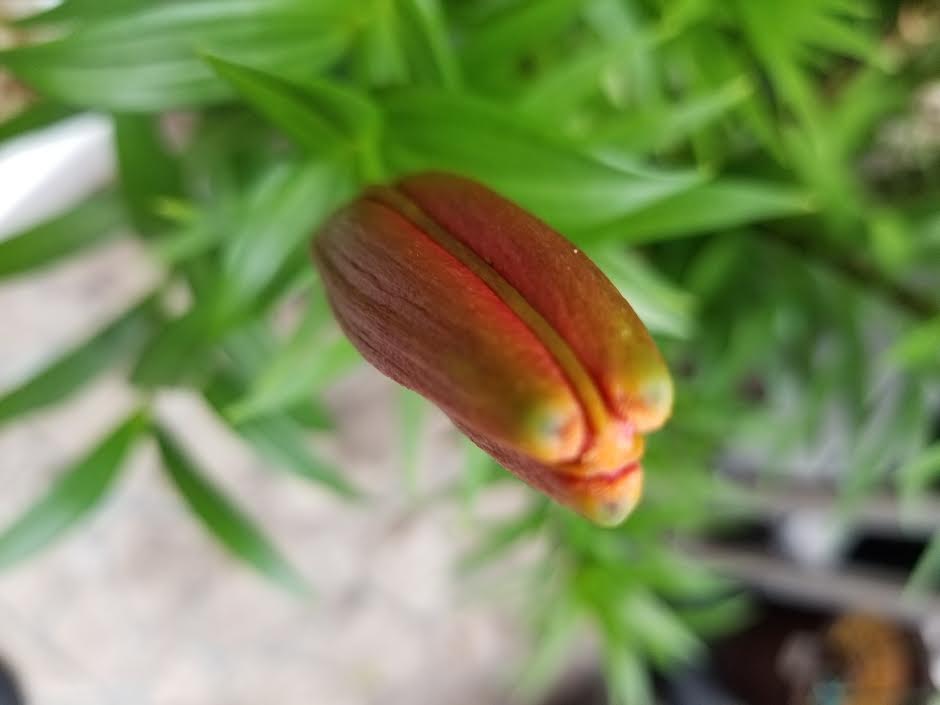 f:id:takealo:20190616112838j:plain f:id:takealo:20190616112838j:plain