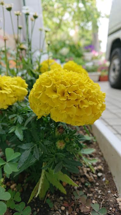 f:id:takealo:20190616112842j:plain f:id:takealo:20190616112842j:plain
