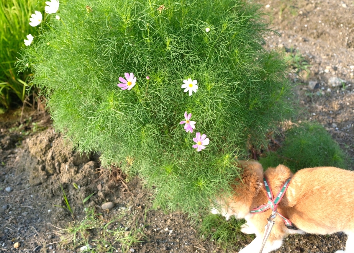 f:id:takealo:20190818122623j:plain f:id:takealo:20190818122623j:plain