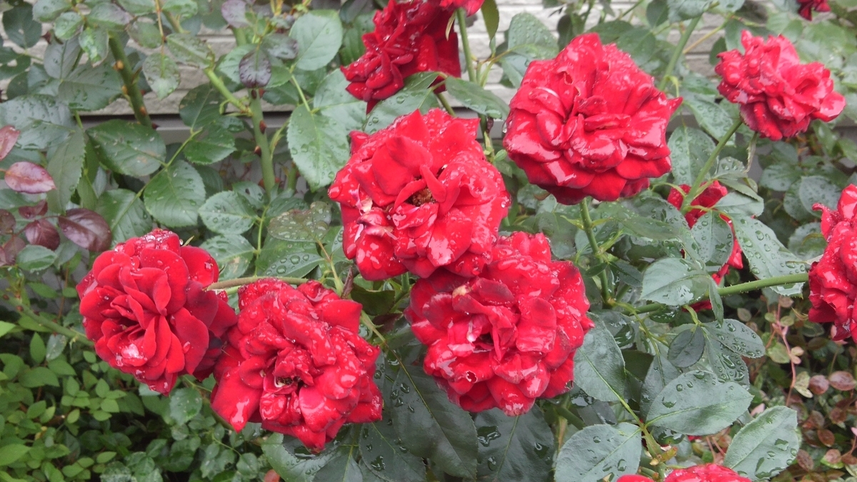 f:id:takealo:20190818122634j:plain f:id:takealo:20190818122634j:plain