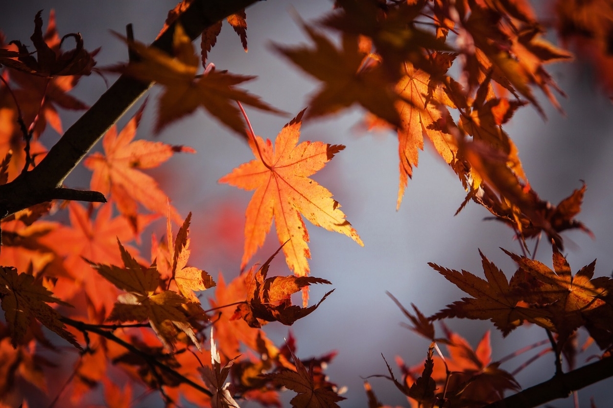 f:id:takealo:20191013105945j:plain f:id:takealo:20191013105945j:plain