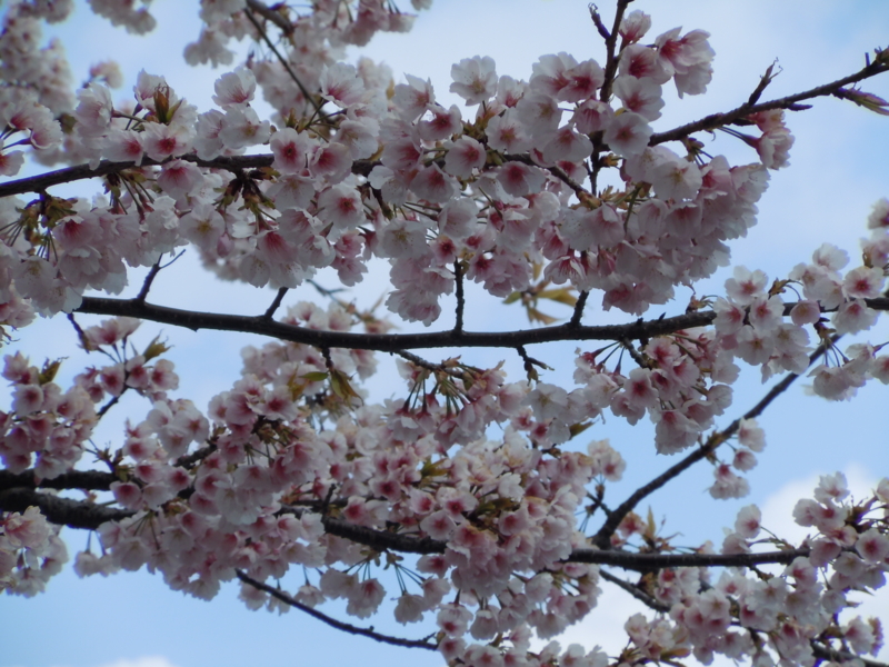 f:id:takebayasi:20110331105549j:image:w360:left f:id:takebayasi:20110331105549j:image:w360:left