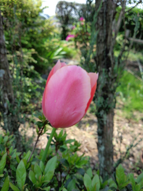 f:id:takebayasi:20140426110235j:image:w360