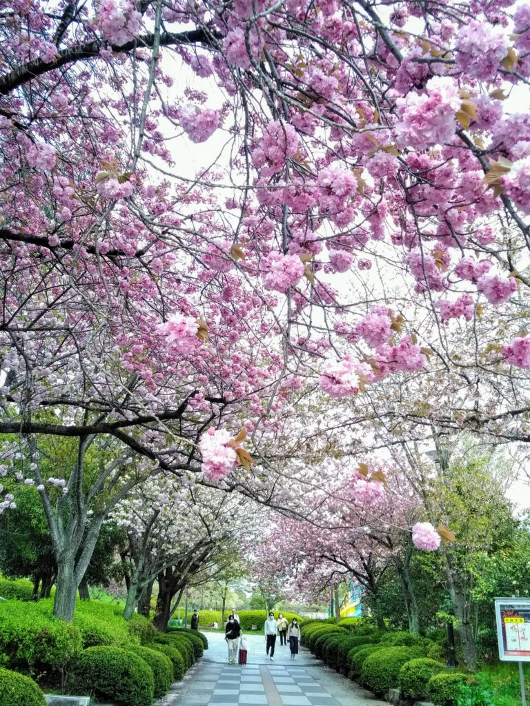 f:id:takecoco2004:20210322211739p:plain