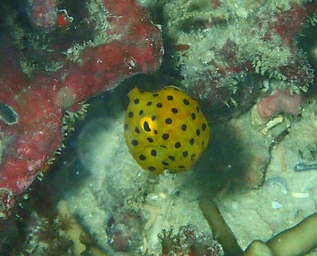 f:id:takedive1988:20200708131228j:image