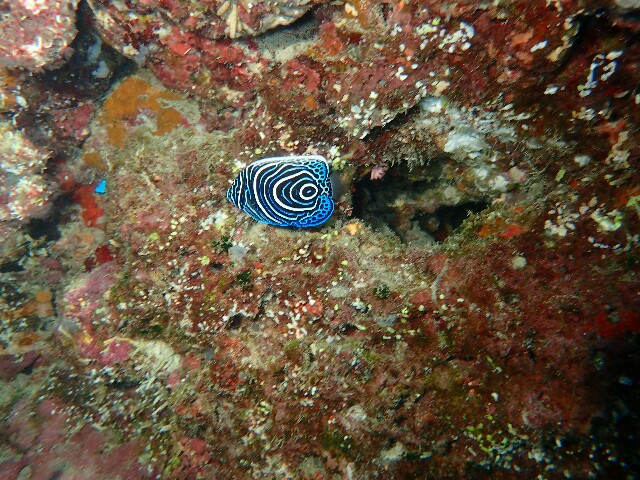 f:id:takedive1988:20200708143342j:image