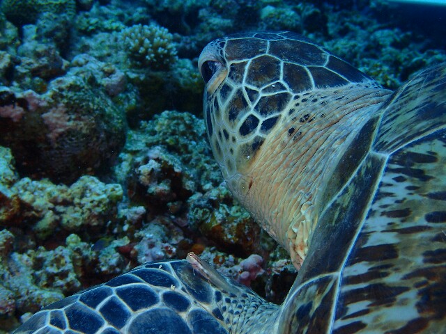 f:id:takedive1988:20200711163508j:image