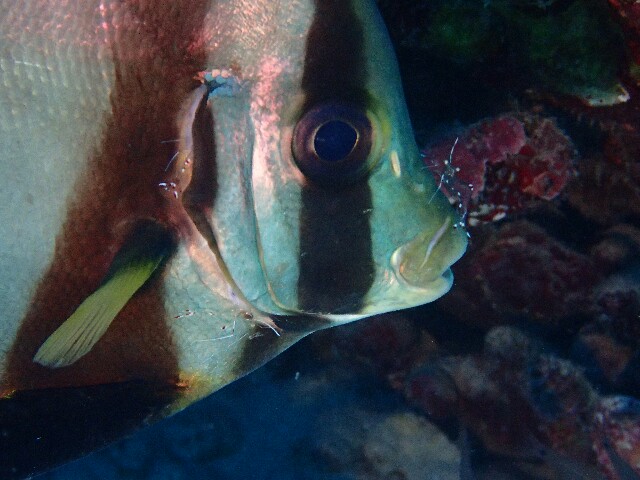 f:id:takedive1988:20200711163541j:image