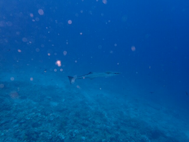 f:id:takedive1988:20200711163603j:image