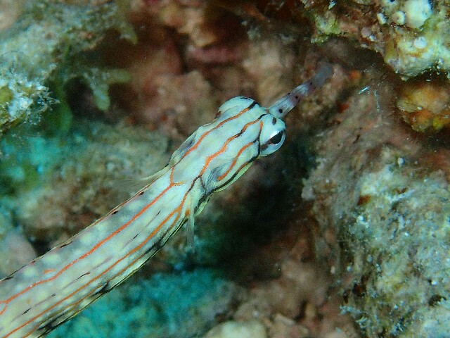 f:id:takedive1988:20200712104258j:image
