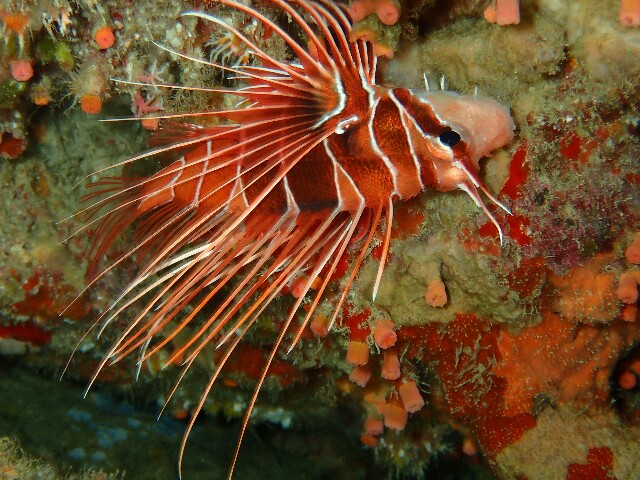 f:id:takedive1988:20200712104318j:image