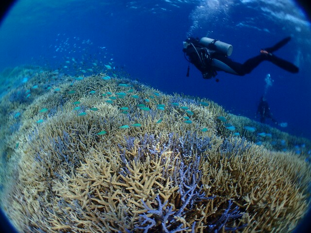 f:id:takedive1988:20200712104434j:image