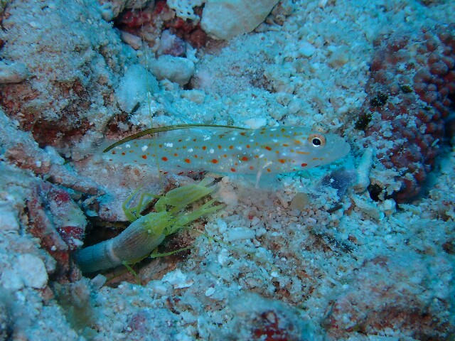 f:id:takedive1988:20200712104504j:image